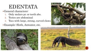 Classification of mammals, M. Sc, Zoology, University of Mumbai. | PPTX