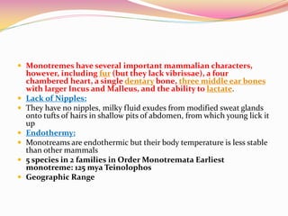 Monotremes have several important mammalian characters,
however, including fur (but they lack vibrissae), a four
chambered heart, a single dentary bone, three middle ear bones
with larger Incus and Malleus, and the ability to lactate.
 Lack of Nipples:
 They have no nipples, milky fluid exudes from modified sweat glands
onto tufts of hairs in shallow pits of abdomen, from which young lick it
up
 Endothermy:
 Monotreams are endothermic but their body temperature is less stable
than other mammals
 5 species in 2 families in Order Monotremata Earliest
monotreme: 125 mya Teinolophos
 Geographic Range
 