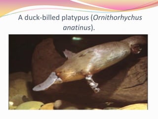 A duck-billed platypus (Ornithorhychus
anatinus).
 