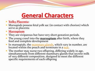 General Characters
 Yolky Placenta:
 Marsupials possess fetal yolk sac (in contact with chorion) which
serve as placenta
 Marsupium
 They are viviparous but have very short gestation periods.
 The young crawl into the marsupium after birth, where they
feed and complete development
 In marsupials, the mammary glands, which vary in number, are
located within the pouch and terminate in a teat.
 The mother may nurse two offspring, differing widely in age,
simultaneously from different mammary glands that secrete milk
of very different composition, designed to meet the different
specific requirements of each offspring
 