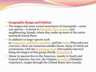  Geographic Range and Habitat:
 The largest and most-varied assortment of marsupials—some
200 species—is found in Australia, New Guinea, and
neighbouring islands, where they make up most of the native
mammals found there.
 In addition to larger species such
as kangaroos, wallabies, wombats, and the koala (Phascolarctos
cinereus), there are numerous smaller forms, many of which are
carnivorous, with the Tasmanian devil (Sarcophilus harrisii)
being the largest of this group (family Dasyuridae).
 About 70 species live in the Americas, mainly in South and
Central America, but one, the Virginia opossum (Didelphis
virginiana), ranges through the United States into Canada.
 