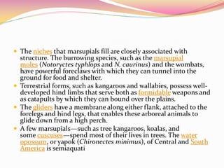  The niches that marsupials fill are closely associated with
structure. The burrowing species, such as the marsupial
moles (Notoryctes typhlops and N. caurinus) and the wombats,
have powerful foreclaws with which they can tunnel into the
ground for food and shelter.
 Terrestrial forms, such as kangaroos and wallabies, possess well-
developed hind limbs that serve both as formidable weapons and
as catapults by which they can bound over the plains.
 The gliders have a membrane along either flank, attached to the
forelegs and hind legs, that enables these arboreal animals to
glide down from a high perch.
 A few marsupials—such as tree kangaroos, koalas, and
some cuscuses—spend most of their lives in trees. The water
opossum, or yapok (Chironectes minimus), of Central and South
America is semiaquati
 