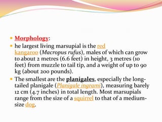  Morphology:
 he largest living marsupial is the red
kangaroo (Macropus rufus), males of which can grow
to about 2 metres (6.6 feet) in height, 3 metres (10
feet) from muzzle to tail tip, and a weight of up to 90
kg (about 200 pounds).
 The smallest are the planigales, especially the long-
tailed planigale (Planigale ingrami), measuring barely
12 cm (4.7 inches) in total length. Most marsupials
range from the size of a squirrel to that of a medium-
size dog.
 