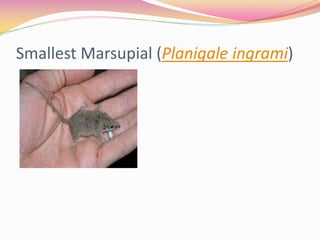 Smallest Marsupial (Planigale ingrami)
 