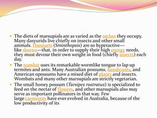  The diets of marsupials are as varied as the niches they occupy.
Many dasyurids live chiefly on insects and other small
animals. Dunnarts (Sminthopsis) are so hyperactive—
like shrews—that, in order to supply their high energy needs,
they must devour their own weight in food (chiefly insects) each
day.
 The numbat uses its remarkable wormlike tongue to lap up
termites and ants. Many Australian possums, bandicoots, and
American opossums have a mixed diet of plants and insects.
Wombats and many other marsupials are strictly vegetarian.
 The small honey possum (Tarsipes rostratus) is specialized to
feed on the nectar of flowers, and other marsupials also may
serve as important pollinators in that way. Few
large carnivores have ever evolved in Australia, because of the
low productivity of its
 