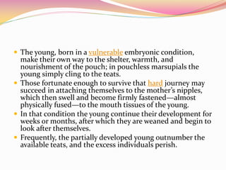  The young, born in a vulnerable embryonic condition,
make their own way to the shelter, warmth, and
nourishment of the pouch; in pouchless marsupials the
young simply cling to the teats.
 Those fortunate enough to survive that hard journey may
succeed in attaching themselves to the mother’s nipples,
which then swell and become firmly fastened—almost
physically fused—to the mouth tissues of the young.
 In that condition the young continue their development for
weeks or months, after which they are weaned and begin to
look after themselves.
 Frequently, the partially developed young outnumber the
available teats, and the excess individuals perish.
 