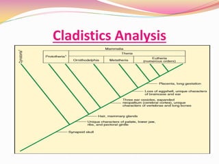 Cladistics Analysis
 
