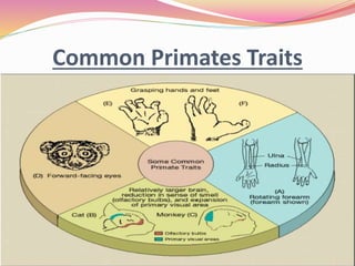 Classification of Mammals | PPTX