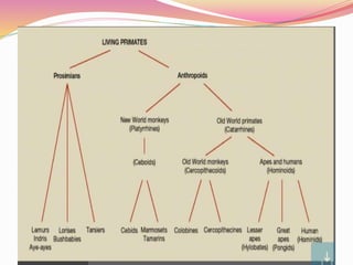 Classification of Mammals | PPTX