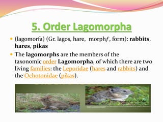 Classification of Mammals | PPTX