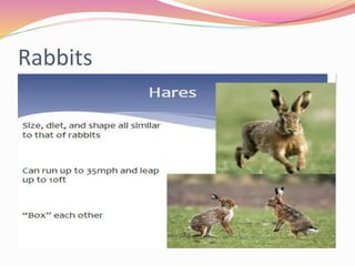 Classification of Mammals | PPTX