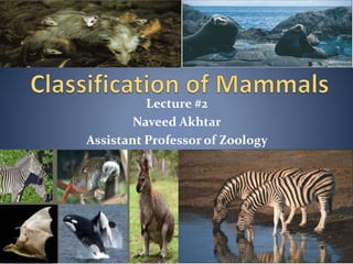 Lecture #2
Naveed Akhtar
Assistant Professor of Zoology
 
