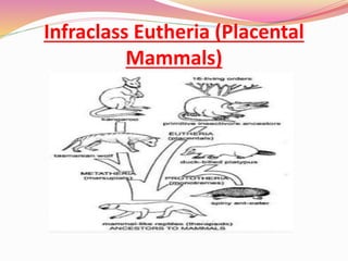 Classification of Mammals | PPT