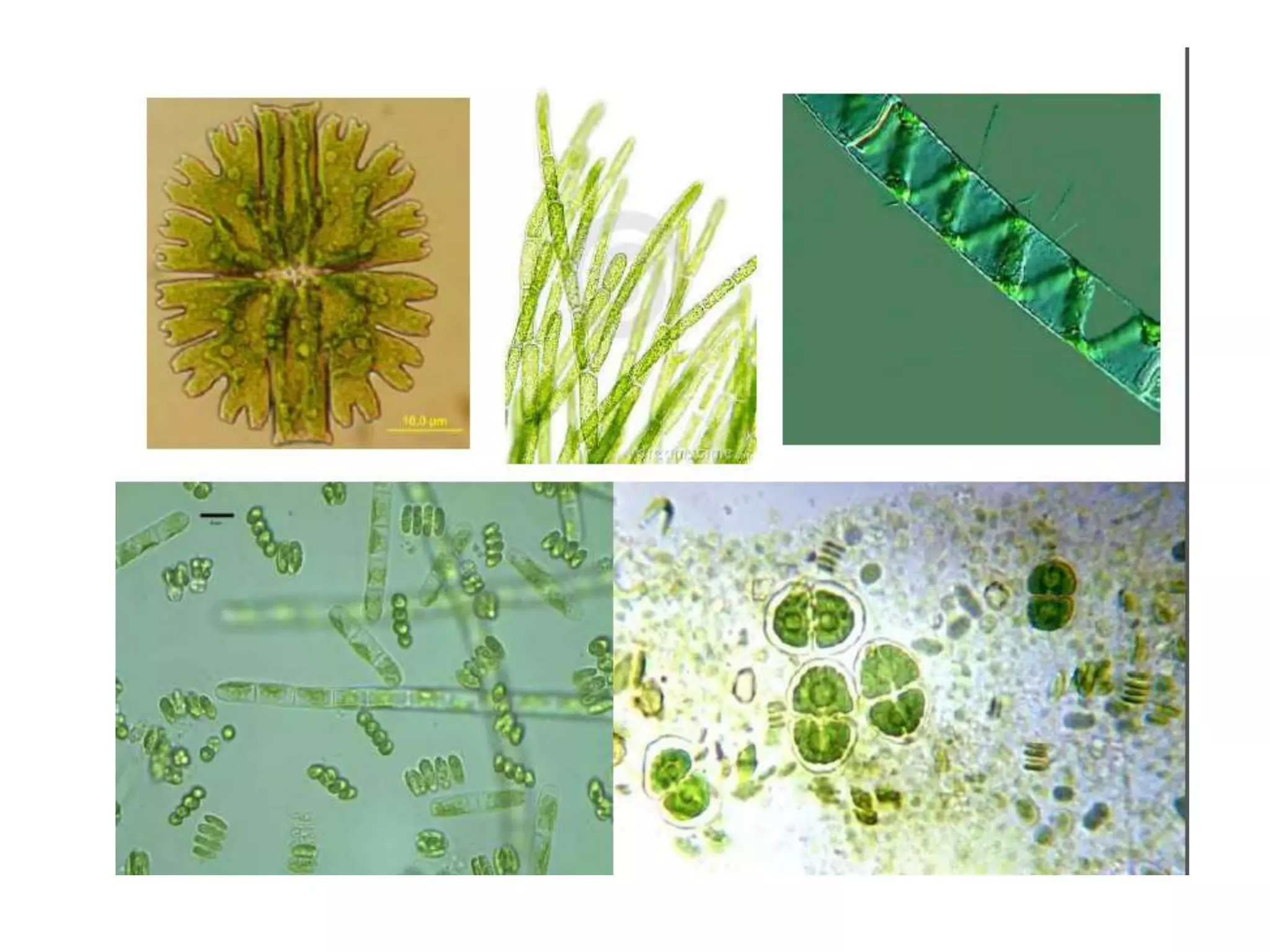 Classification of microorganism