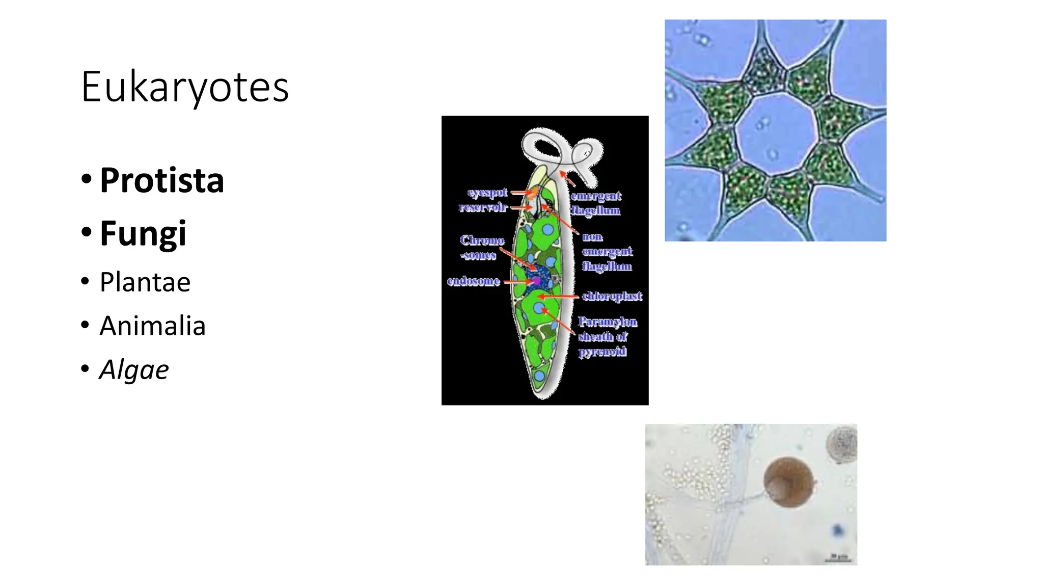 Eukaryotes
• Protista
• Fungi
• Plantae
• Animalia
• Algae
 