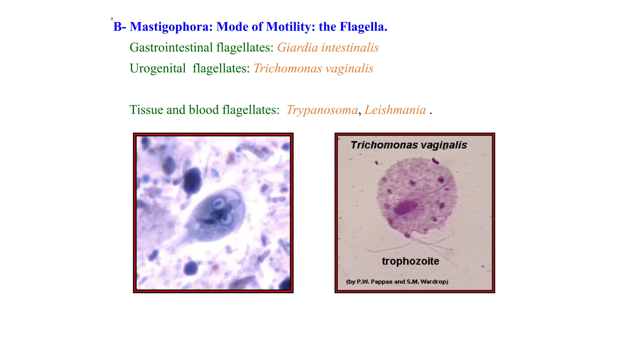 a
B- Mastigophora: Mode of Motility: the Flagella.
Gastrointestinal flagellates: Giardia intestinalis
Urogenital flagellates: Trichomonas vaginalis
Tissue and blood flagellates: Trypanosoma, Leishmania .
 