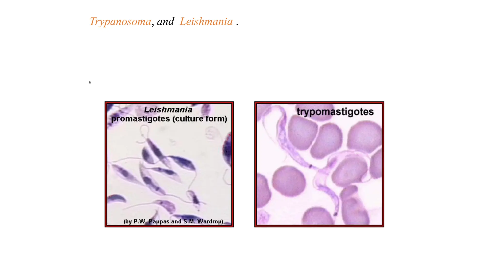 Trypanosoma, and Leishmania .
a
 