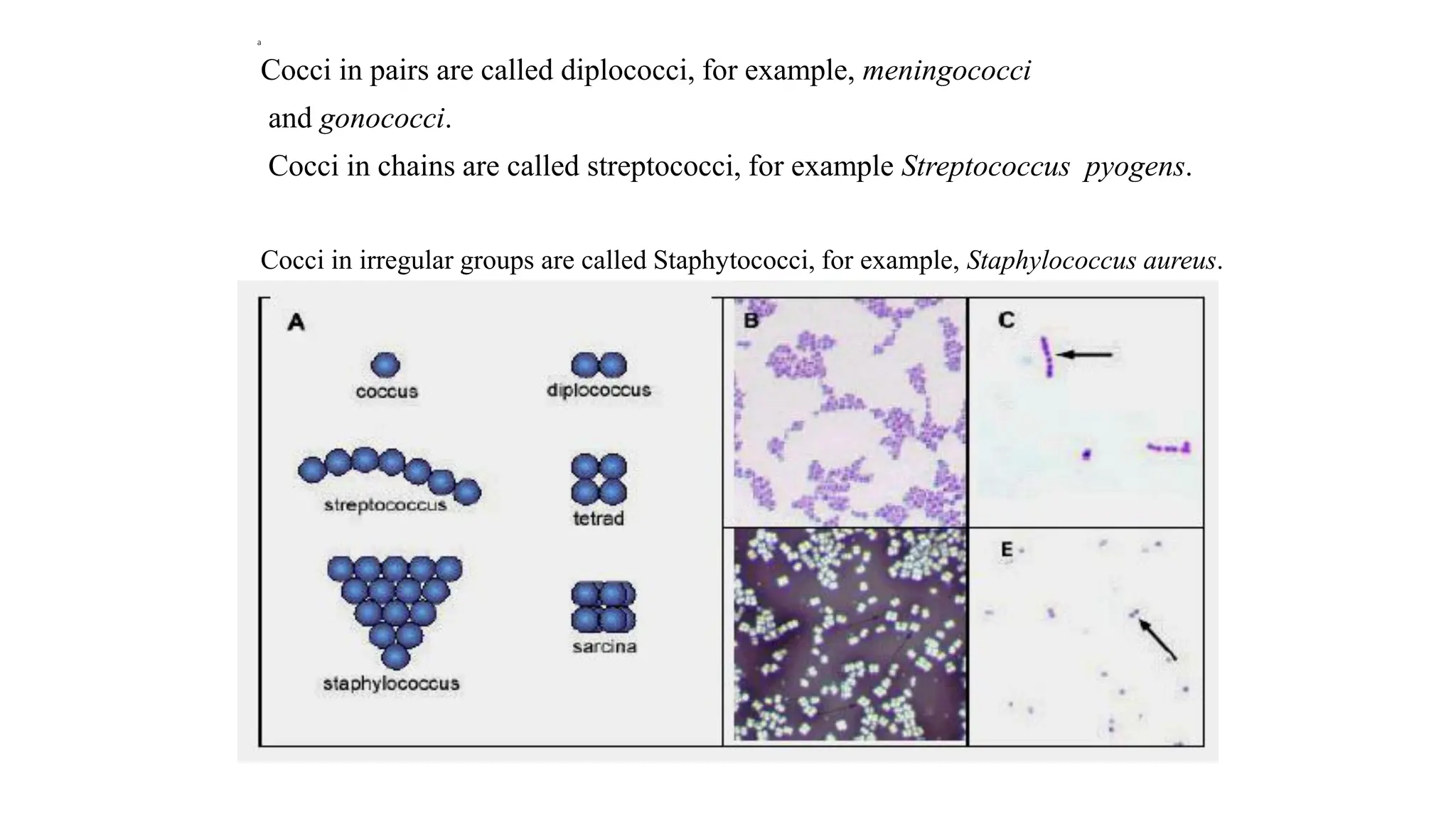 a
Cocci in pairs are called diplococci, for example, meningococci
and gonococci.
Cocci in chains are called streptococci, for example Streptococcus pyogens.
Cocci in irregular groups are called Staphytococci, for example, Staphylococcus aureus.
 