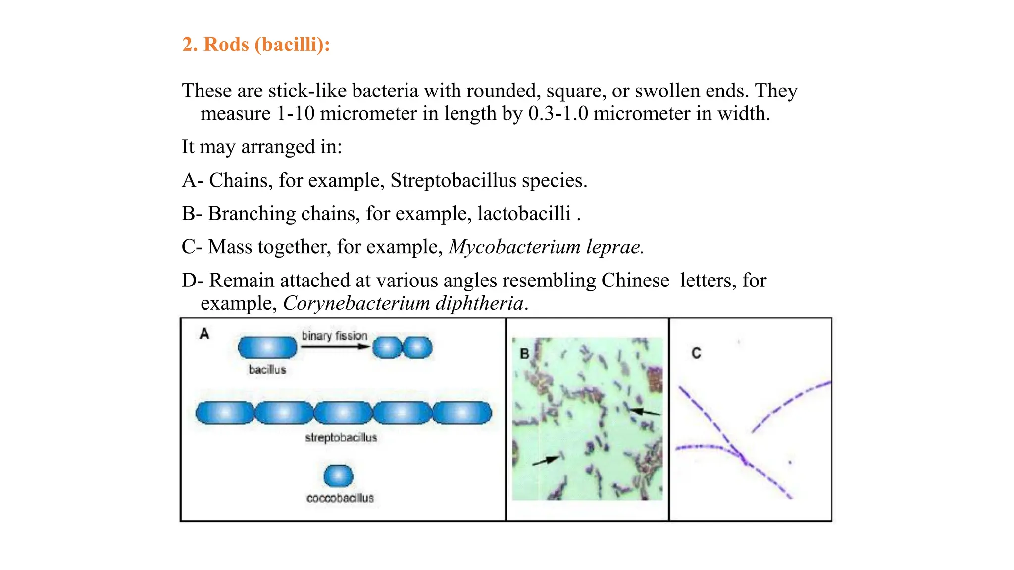 2. Rods (bacilli):
These are stick-like bacteria with rounded, square, or swollen ends. They
measure 1-10 micrometer in length by 0.3-1.0 micrometer in width.
It may arranged in:
A- Chains, for example, Streptobacillus species.
B- Branching chains, for example, lactobacilli .
C- Mass together, for example, Mycobacterium leprae.
D- Remain attached at various angles resembling Chinese letters, for
example, Corynebacterium diphtheria.
 