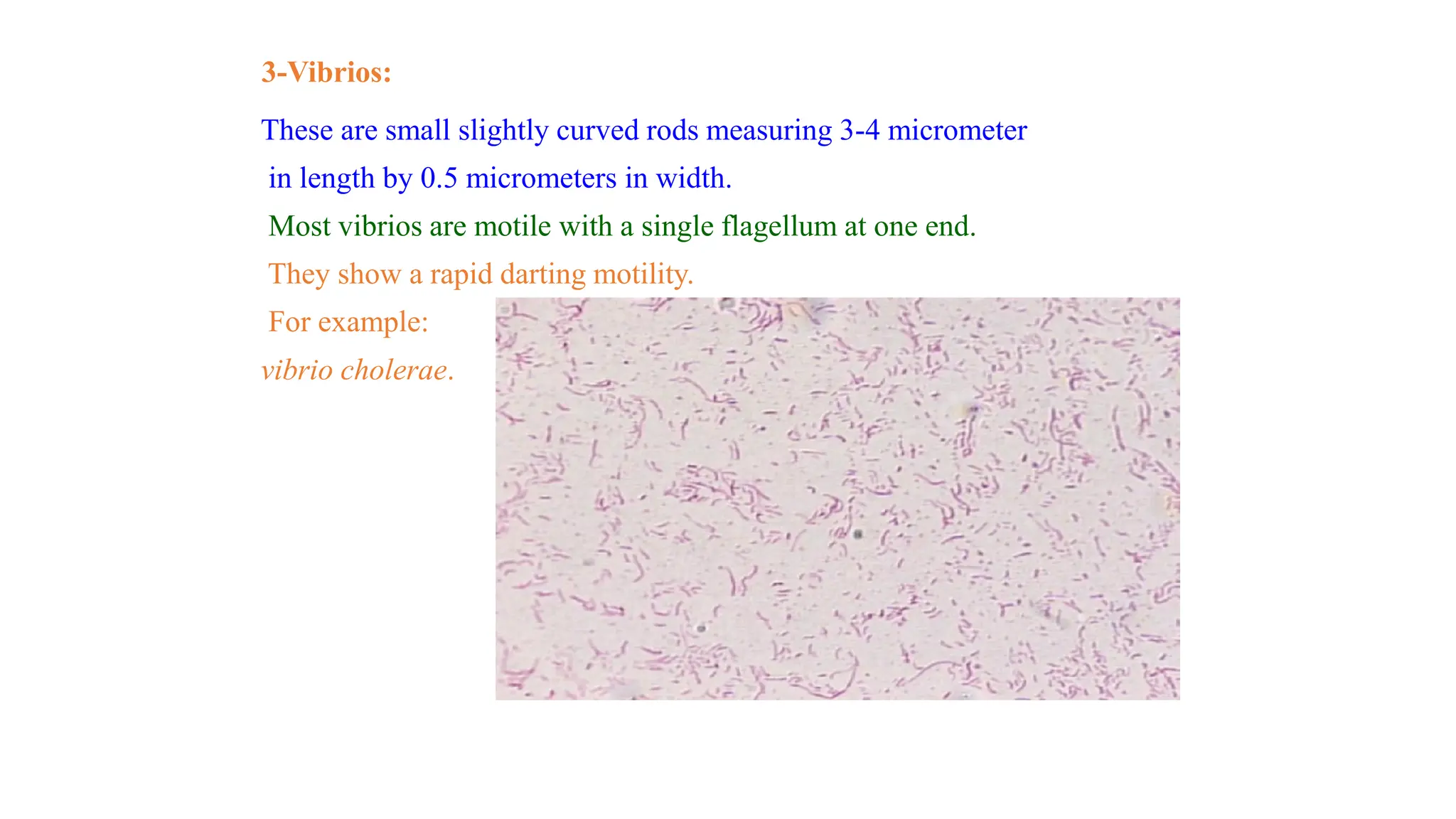 3-Vibrios:
These are small slightly curved rods measuring 3-4 micrometer
in length by 0.5 micrometers in width.
Most vibrios are motile with a single flagellum at one end.
They show a rapid darting motility.
For example:
vibrio cholerae.
 