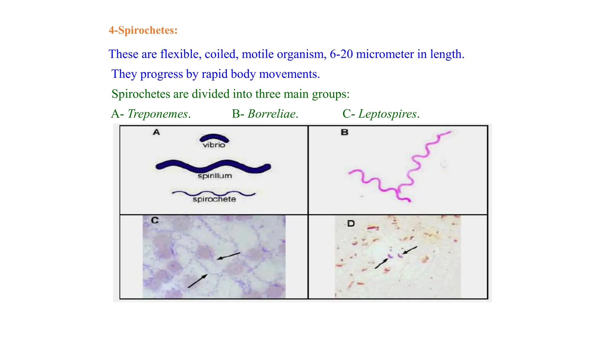 4-Spirochetes:
These are flexible, coiled, motile organism, 6-20 micrometer in length.
They progress by rapid body movements.
Spirochetes are divided into three main groups:
A- Treponemes. B- Borreliae. C- Leptospires.
 