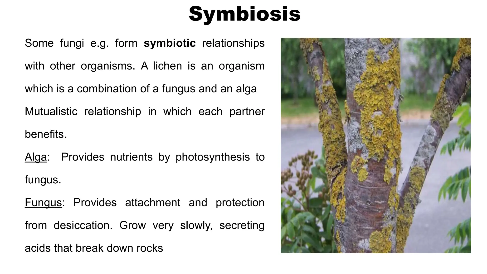 Symbiosis
Some fungi e.g. form symbiotic relationships
with other organisms. A lichen is an organism
which is a combination of a fungus and an alga
Mutualistic relationship in which each partner
benefits.
Alga: Provides nutrients by photosynthesis to
fungus.
Fungus: Provides attachment and protection
from desiccation. Grow very slowly, secreting
acids that break down rocks
 