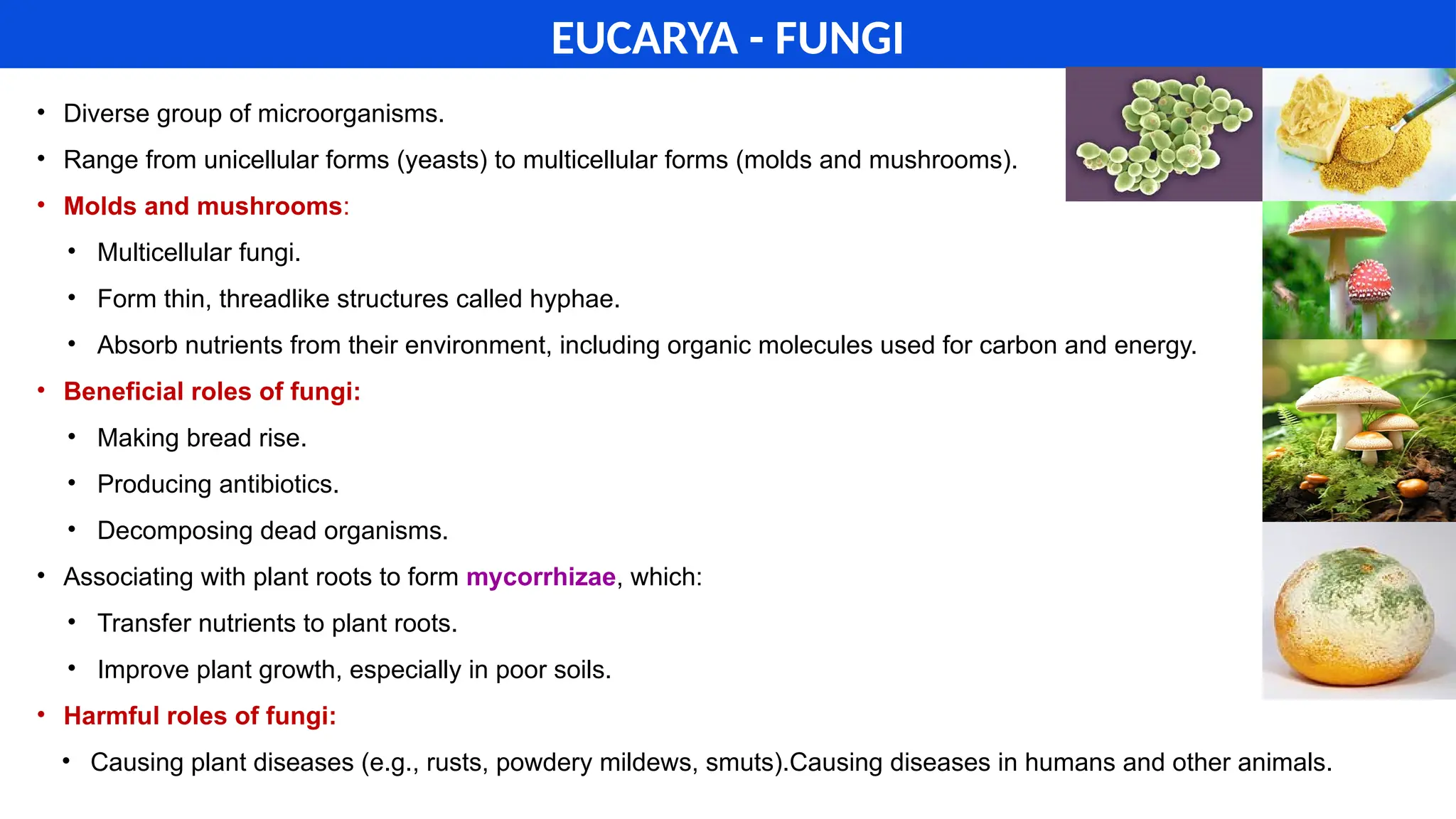 classification of micro organisms in microbiology.pptx