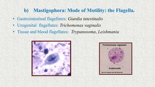 b) Mastigophora: Mode of Motility: the Flagella.
• Gastrointestinal flagellates: Giardia intestinalis
• Urogenital flagellates: Trichomonas vaginalis
• Tissue and blood flagellates: Trypanosoma, Leishmania
 
