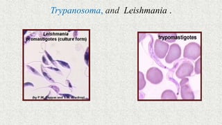 Trypanosoma, and Leishmania .
 