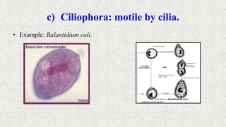 c) Ciliophora: motile by cilia.
• Example: Balantidium coli.
 