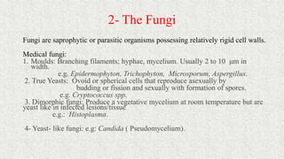 2- The Fungi
Fungi are saprophytic or parasitic organisms possessing relatively rigid cell walls.
Medical fungi:
1. Moulds: Branching filaments; hyphae, mycelium. Usually 2 to 10 μm in
width.
e.g. Epidermophyton, Trichophyton, Microsporum, Aspergillus.
2. True Yeasts: Ovoid or spherical cells that reproduce asexually by
budding or fission and sexually with formation of spores.
e.g. Cryptococcus spp.
3. Dimorphic fungi: Produce a vegetative mycelium at room temperature but are
yeast like in infected lesions/tissue
e.g.: Histoplasma.
4- Yeast- like fungi: e.g: Candida ( Pseudomycelium).
 