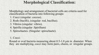 Morphological Classification:
Morphology and arrangement of bacterial cells are criteria used for
classification of bacteria into following groups:
1. Cocci (singular: coccus).
2. Rods (bacilli), (singular: rod, bacillus).
3. Vibrios (singular: vibrio).
4. Spirilla (singular :Spirillum)
5. Spirochaetes. (Singular: spirochaete).
1. Cocci:
Round or oval bacteria measuring about 0.5-1.0 µm in diameter. When
they are multiplying, cocci may form pairs, chains, or irregular groups.
 