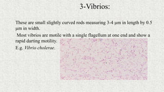 3-Vibrios:
These are small slightly curved rods measuring 3-4 µm in length by 0.5
µm in width.
Most vibrios are motile with a single flagellum at one end and show a
rapid darting motility.
E.g. Vibrio cholerae.
 