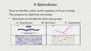 4-Spirochetes:
These are flexible, coiled, motile organism, 6-20 µm in length.
They progress by rapid body movements.
• Spirochetes are divided into three main groups:
A- Treponemes. B- Borreliae. C- Leptospires
 