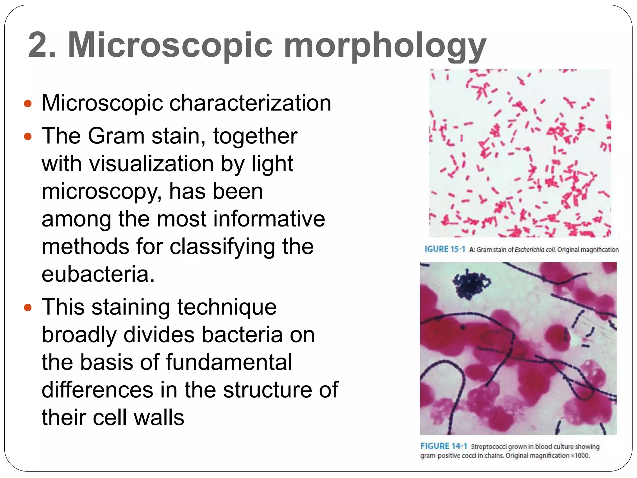 2. Microscopic morphology
 Microscopic characterization
 The Gram stain, together
with visualization by light
microscopy, has been
among the most informative
methods for classifying the
eubacteria.
 This staining technique
broadly divides bacteria on
the basis of fundamental
differences in the structure of
their cell walls
 