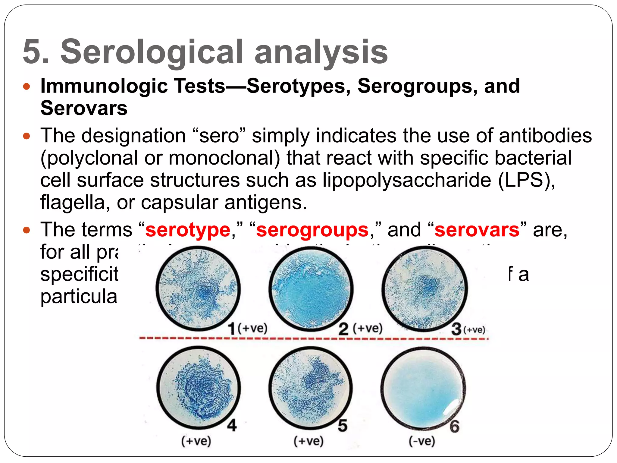 5. Serological analysis
 Immunologic Tests—Serotypes, Serogroups, and
Serovars
 The designation “sero” simply indicates the use of antibodies
(polyclonal or monoclonal) that react with specific bacterial
cell surface structures such as lipopolysaccharide (LPS),
flagella, or capsular antigens.
 The terms “serotype,” “serogroups,” and “serovars” are,
for all practical purposes, identical—they all use the
specificity of these antibodies to subdivide strains of a
particular bacterial species.
 
