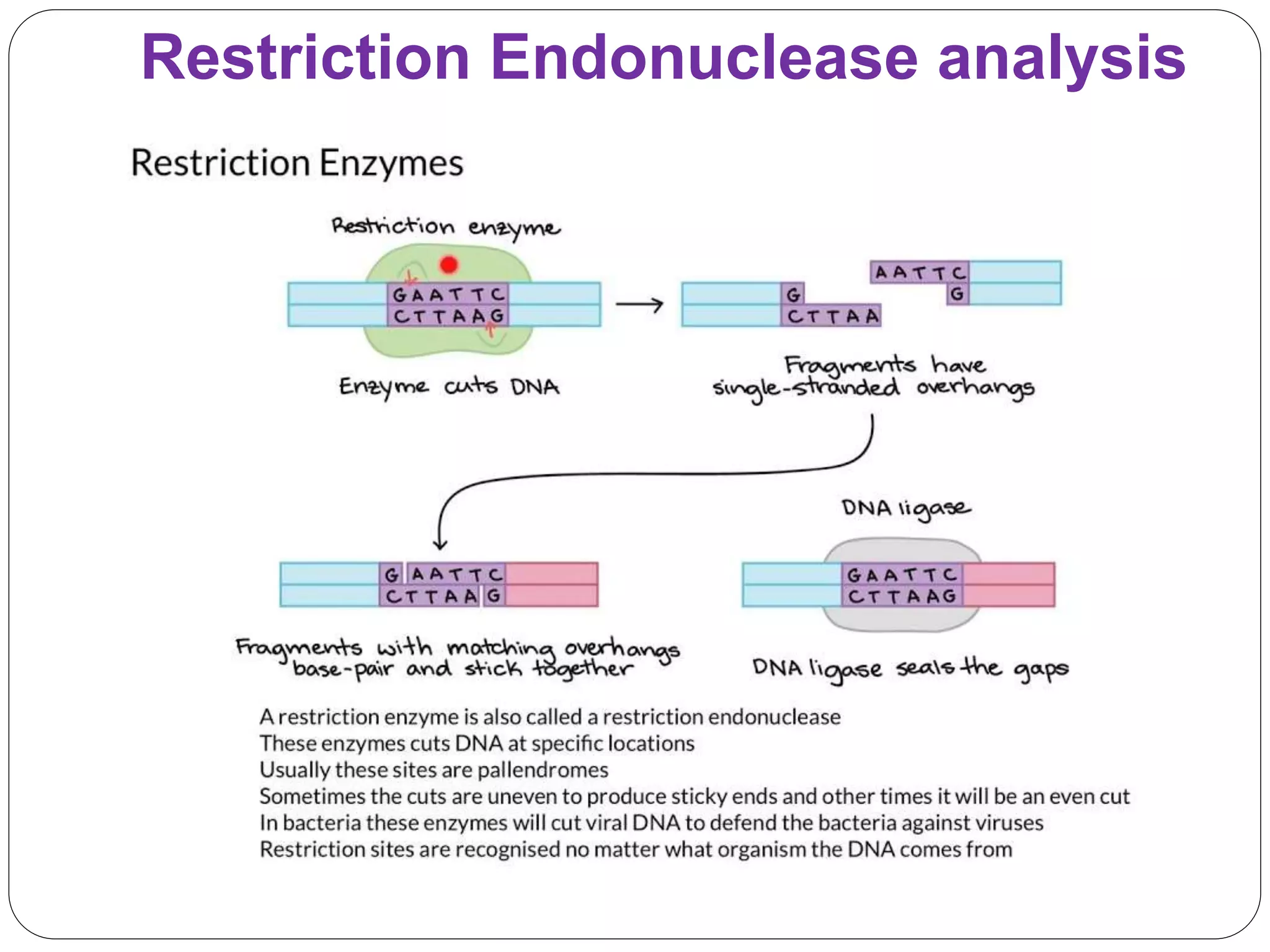 Restriction Endonuclease analysis
 