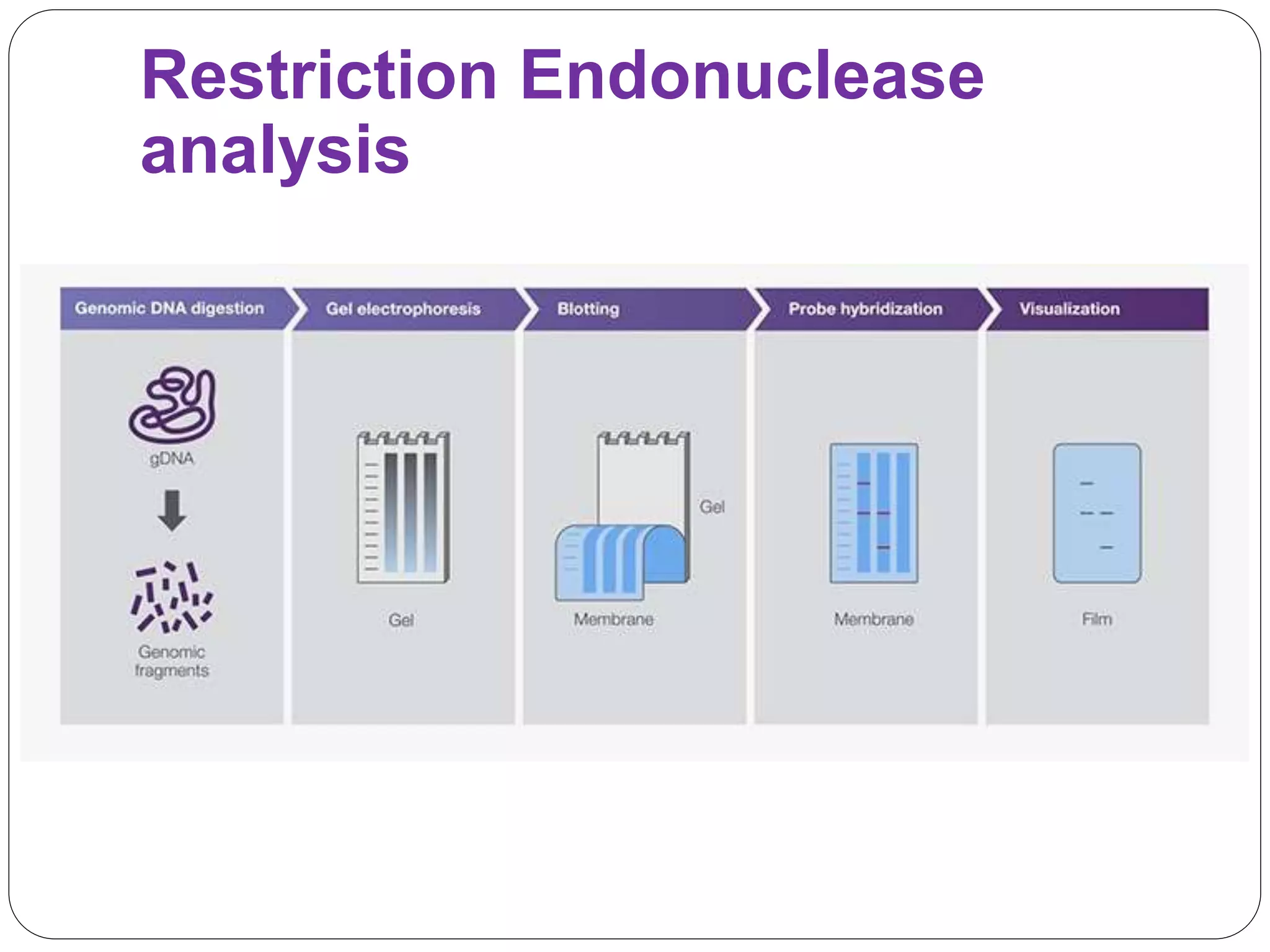 Restriction Endonuclease
analysis
 
