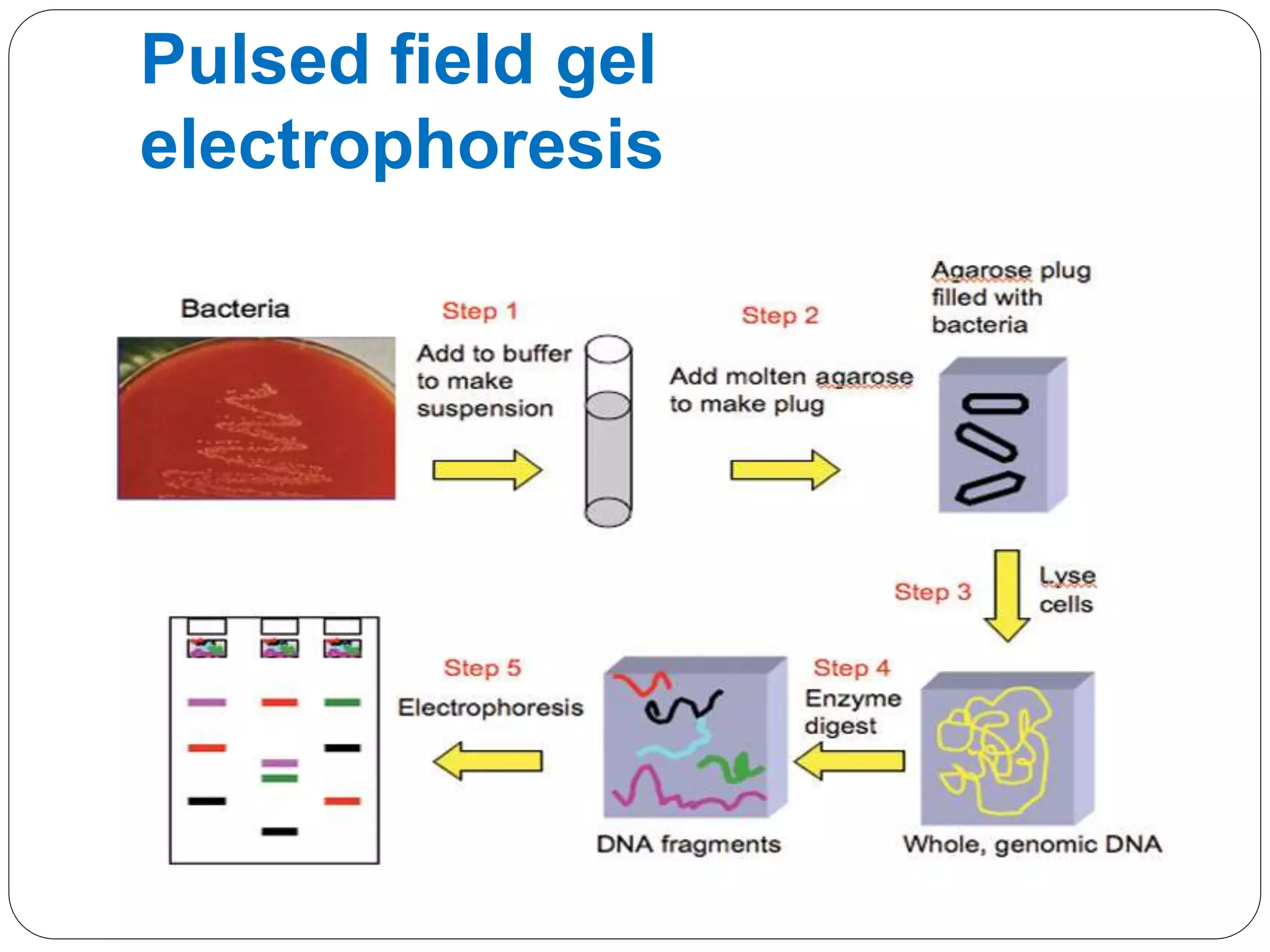 Pulsed field gel
electrophoresis
 