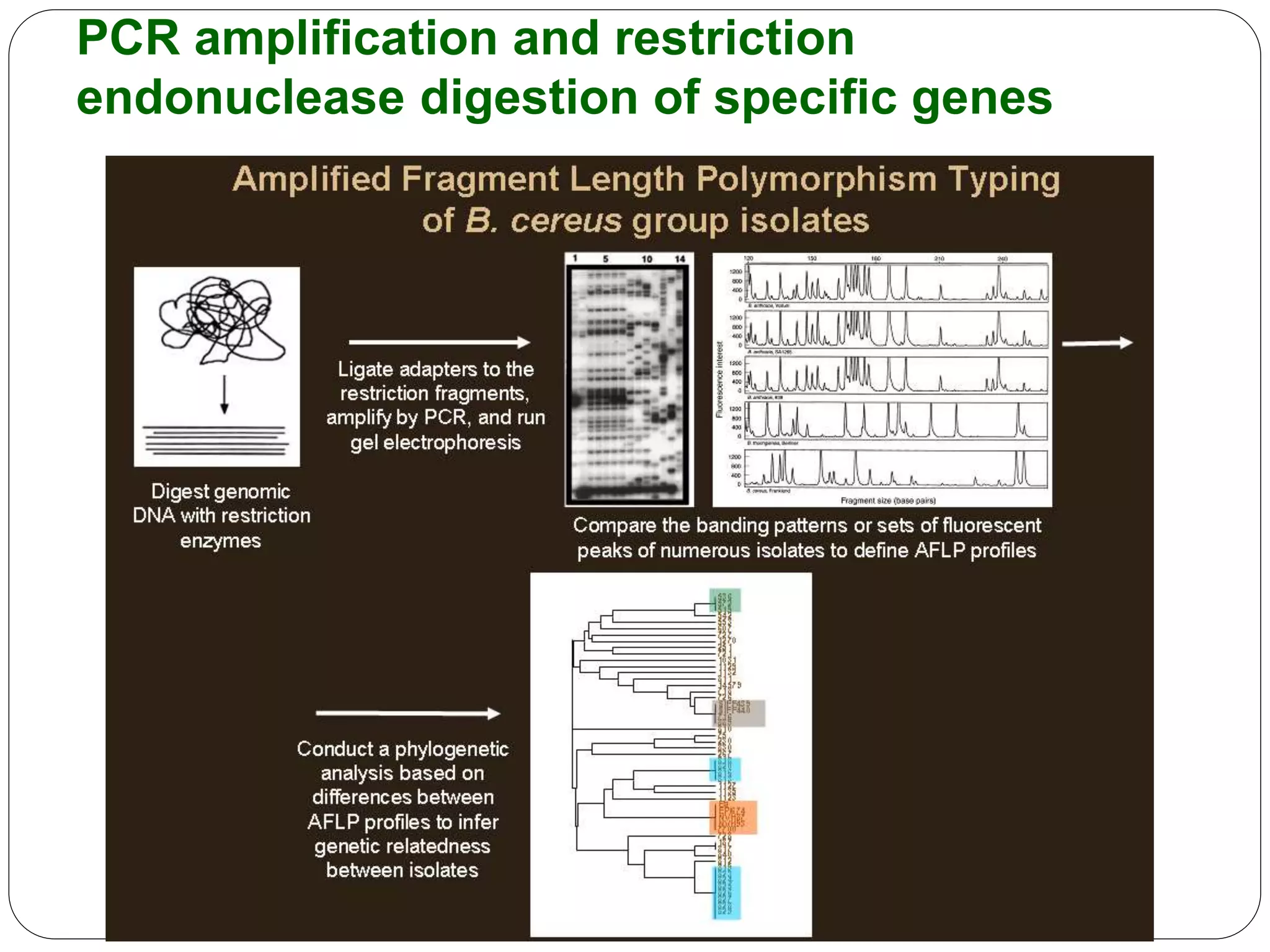 PCR amplification and restriction
endonuclease digestion of specific genes
 