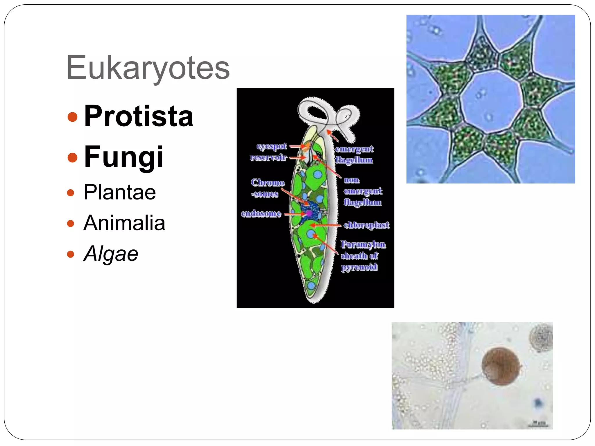 Eukaryotes
 Protista
 Fungi
 Plantae
 Animalia
 Algae
 
