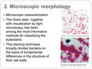 2. Microscopic morphology
 Microscopic characterization
 The Gram stain, together
with visualization by light
microscopy, has been
among the most informative
methods for classifying the
eubacteria.
 This staining technique
broadly divides bacteria on
the basis of fundamental
differences in the structure of
their cell walls
 