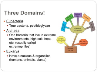 Three Domains!
 Eubacteria
 True bacteria, peptidoglycan
 Archaea
 Odd bacteria that live in extreme
environments, high salt, heat,
etc. (usually called
extremophiles)
 Eukarya
 Have a nucleus & organelles
(humans, animals, plants)
 
