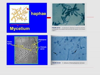 Classification of microorganisms lecture 2 | PPT