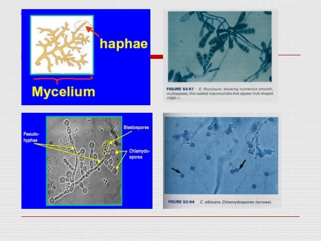 Classification of microorganisms lecture 2