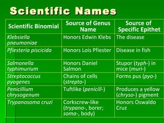 Scientific Names Scientific Binomial Source of Genus Name Source of  Specific Epithet Klebsiella pneumoniae Honors Edwin Klebs The disease Pfiesteria piscicida Honors Lois Pfiester Disease in fish Salmonella typhimurium Honors Daniel Salmon Stupor ( typh -) in mice ( muri -) Streptococcus pyogenes Chains of cells ( strepto -) Forms pus ( pyo -) Penicillium chrysogenum Tuftlike ( penicill -) Produces a yellow ( chryso -) pigment Trypanosoma cruzi Corkscrew-like ( trypano -, borer;  soma -, body) Honors Oswaldo Cruz 