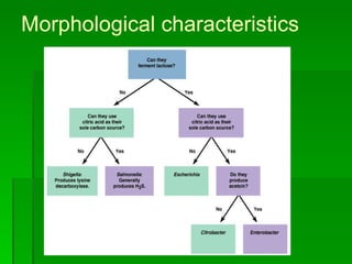 Morphological characteristics 