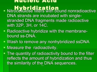 Nucleic Acid Hybridization Nitrocellulose filters with bound nonradioactive DNA strands are incubated with single-stranded DNA fragments made radioactive with 32P, 3H, or 14C.  Radioactive hybridize with the membrane-bound ss-DNA. Wash to remove any nonhybridized ssDNA  Measure the  radioactivity.  The quantity of radioactivity bound to the filter reflects the amount of hybridization and thus the similarity of the DNA sequences.  