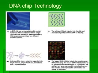 DNA chip Technology 
