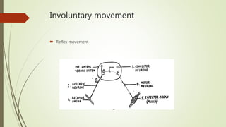 Involuntary movement
 Reflex movement
 